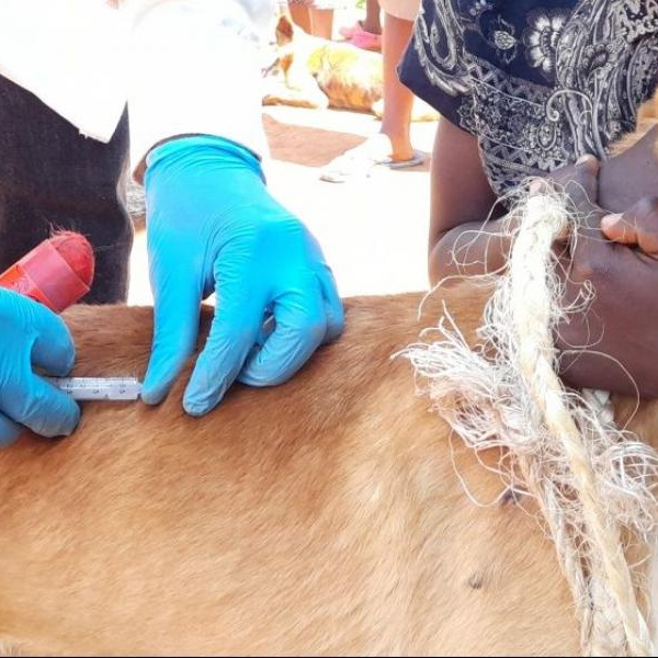 A dog going to be vaccinated